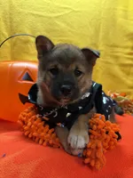 Keito, a male Shiba Inu for sale in Ogden, IA – 2 of 8