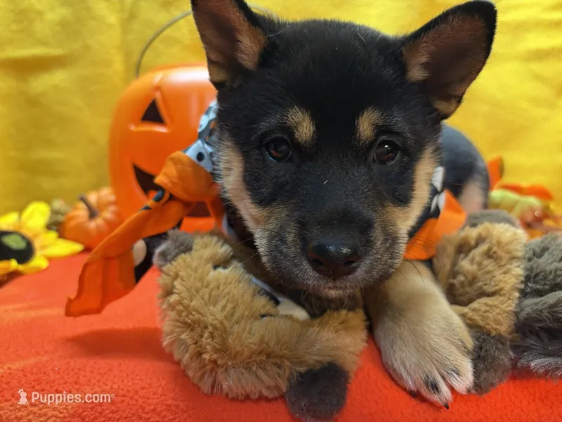 Miwa – Shiba Inu puppy for sale in Ogden, IA
