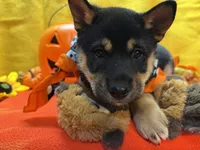 Miwa, a female Shiba Inu for sale in Ogden, IA – 1 of 8