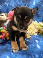 Miwa, a female Shiba Inu for sale in Ogden, IA – 8 of 8