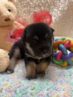 Etsuko, a male Shiba Inu for sale in Ogden, IA – 3 of 5
