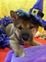 Ayu, a female Shiba Inu for sale in Ogden, IA – 2 of 8