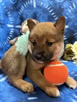 Ayu, a female Shiba Inu for sale in Ogden, IA – 6 of 8