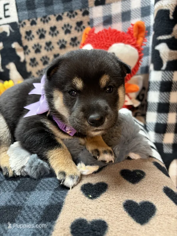 Suzu – Shiba Inu puppy for sale in Ogden, IA