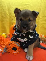 Keito, a male Shiba Inu for sale in Ogden, IA – 3 of 8