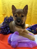 Ayu, a female Shiba Inu for sale in Ogden, IA – 1 of 8