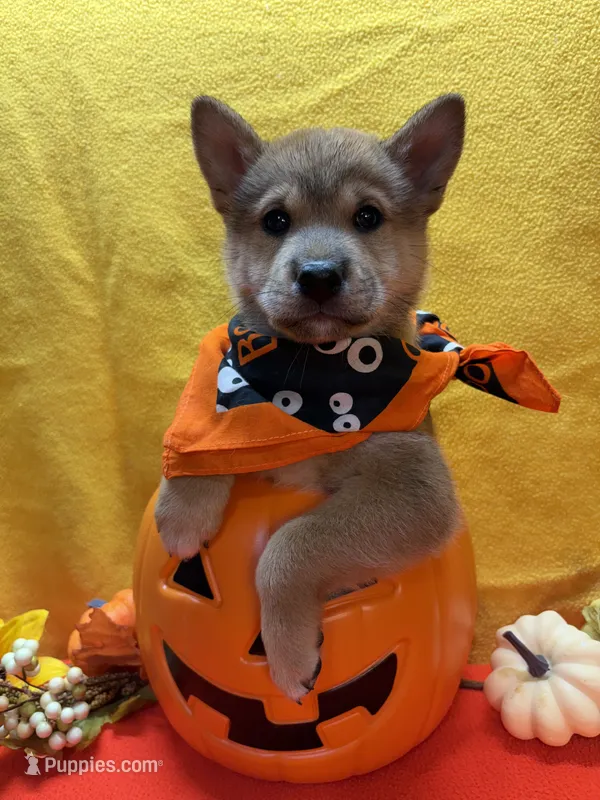 Kei – Shiba Inu puppy for sale in Ogden, IA