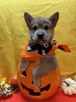 Kei, a male Shiba Inu for sale in Ogden, IA – 1 of 8