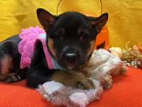 Mizuzu, a female Shiba Inu for sale in Ogden, IA – 3 of 8