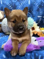 Ayu, a female Shiba Inu for sale in Ogden, IA – 7 of 8