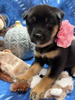 Mizuzu, a female Shiba Inu for sale in Ogden, IA – 5 of 8