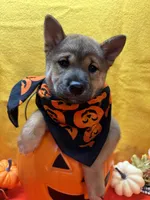 Mochi, a female Shiba Inu for sale in Ogden, IA – 2 of 8