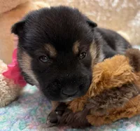 Miwa, a female Shiba Inu for sale in Ogden, IA – 2 of 5
