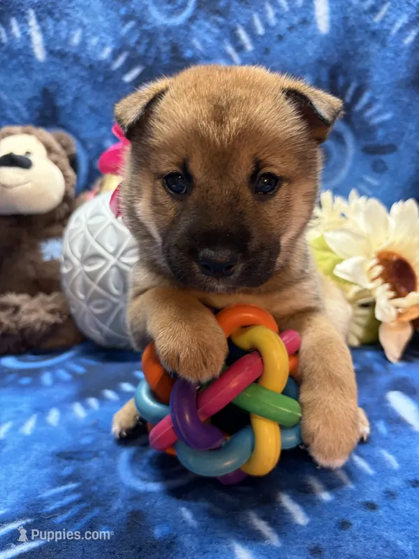 Faye – Shiba Inu puppy for sale in Ogden, IA