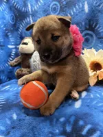 Mochi, a female Shiba Inu for sale in Ogden, IA – 6 of 8