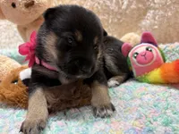 Miwa, a female Shiba Inu for sale in Ogden, IA – 4 of 5