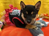 Suzu, a female Shiba Inu for sale in Ogden, IA – 3 of 8