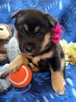 Suzu, a female Shiba Inu for sale in Ogden, IA – 8 of 8