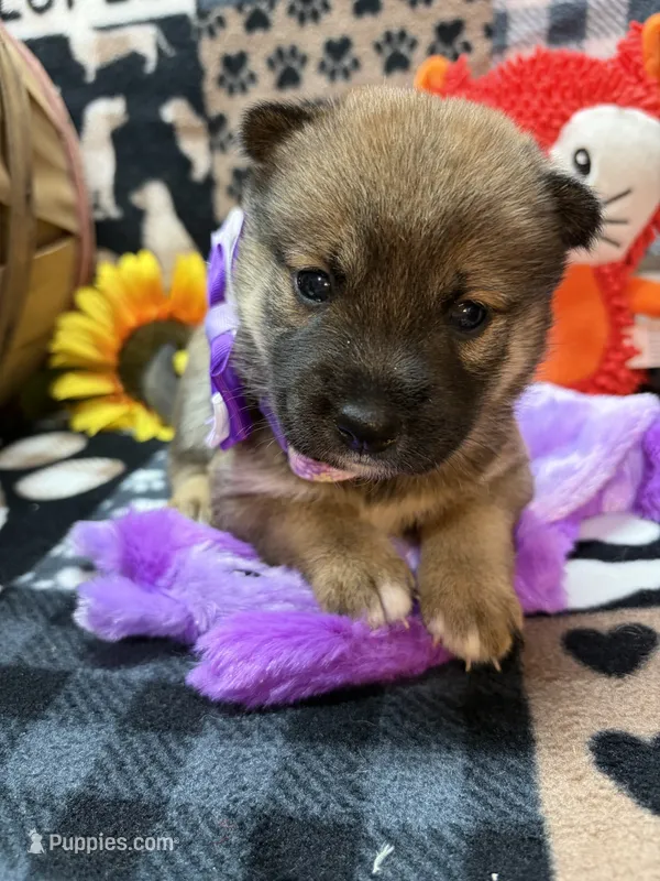 Ayu – Shiba Inu puppy for sale in Ogden, IA