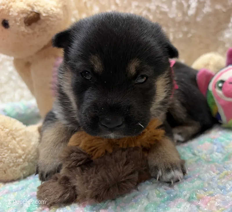Miwa – Shiba Inu puppy for sale in Ogden, IA