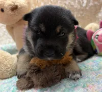 Miwa, a female Shiba Inu for sale in Ogden, IA – 1 of 5