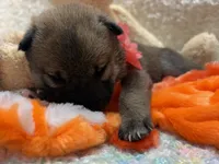 Mochi, a female Shiba Inu for sale in Ogden, IA – 3 of 4