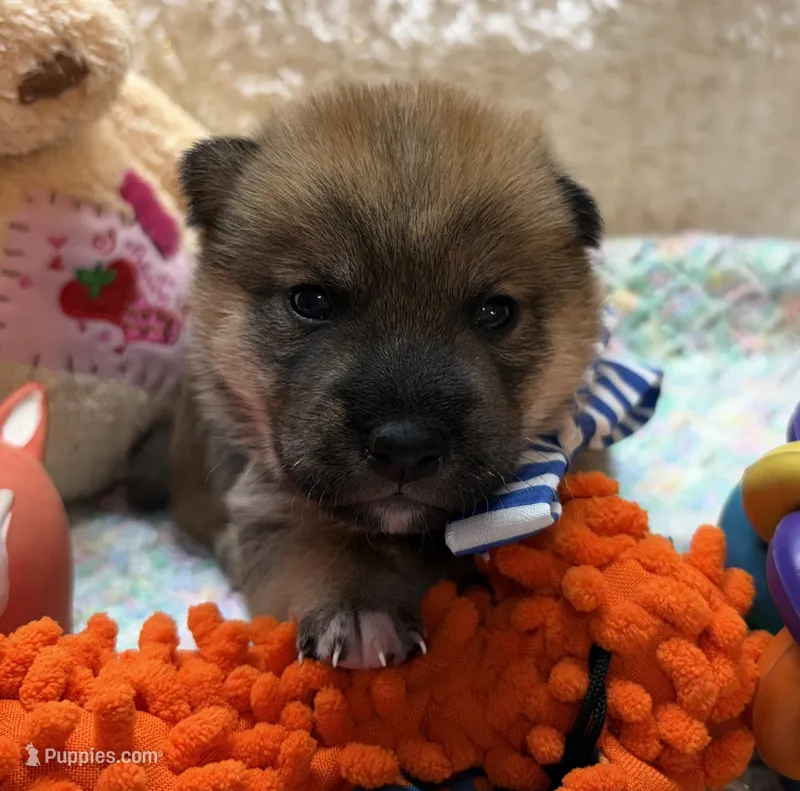 Keito – Shiba Inu puppy for sale in Ogden, IA