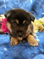 Suzu, a female Shiba Inu for sale in Ogden, IA – 6 of 8