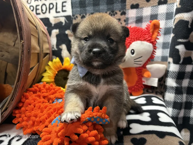 Keito – Shiba Inu puppy for sale in Ogden, IA