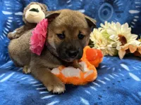 Mochi, a female Shiba Inu for sale in Ogden, IA – 7 of 8