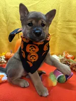 Mochi, a female Shiba Inu for sale in Ogden, IA – 3 of 8