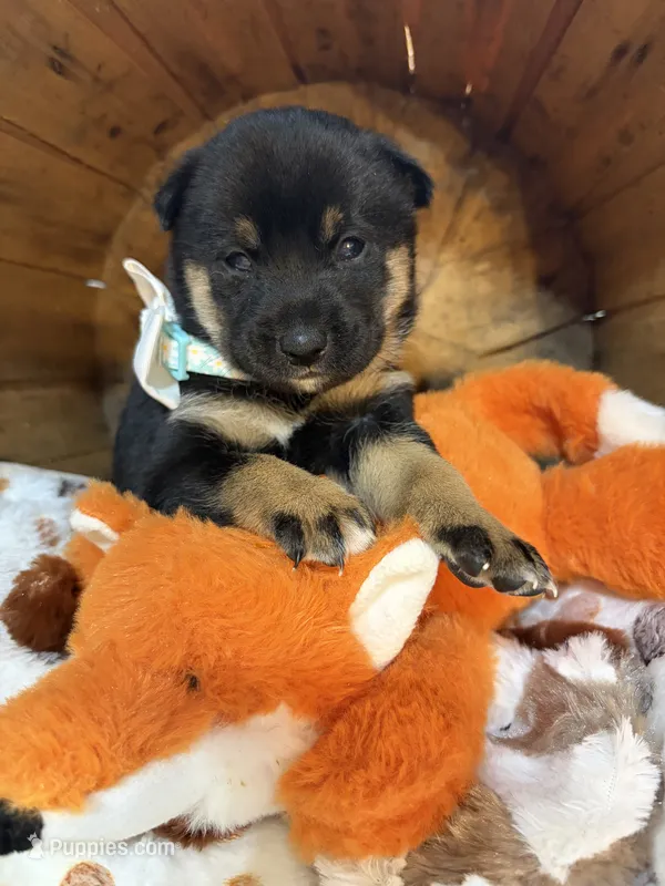 Mizuzu – Shiba Inu puppy for sale in Ogden, IA