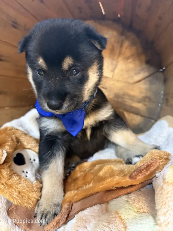 Etsuko – Shiba Inu puppy for sale in Ogden, IA