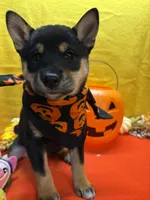 Suzu, a female Shiba Inu for sale in Ogden, IA – 4 of 8