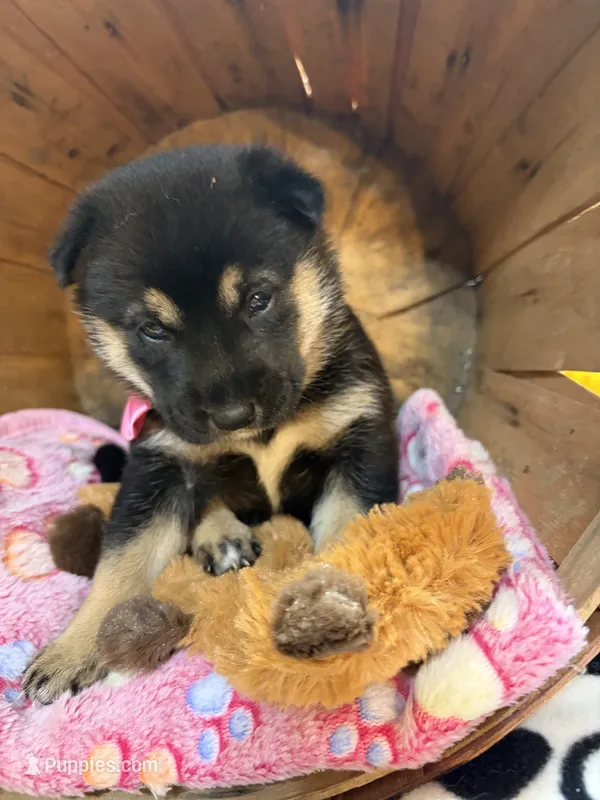 Miwa – Shiba Inu puppy for sale in Ogden, IA