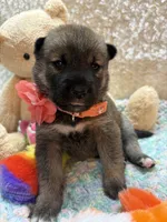 Mochi, a female Shiba Inu for sale in Ogden, IA – 4 of 4
