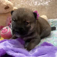 Ayu, a female Shiba Inu for sale in Ogden, IA – 2 of 4