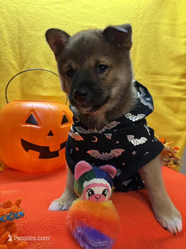 Keito – Shiba Inu puppy for sale in Ogden, IA