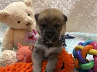 Keito, a male Shiba Inu for sale in Ogden, IA – 3 of 4