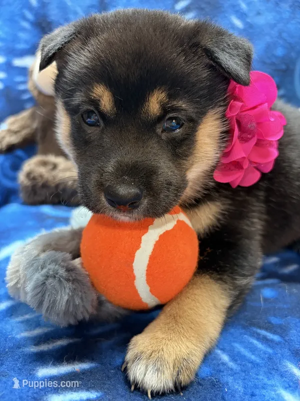 Suzu – Shiba Inu puppy for sale in Ogden, IA