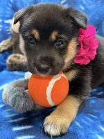 Suzu, a female Shiba Inu for sale in Ogden, IA – 5 of 8