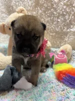 Faye, a female Shiba Inu for sale in Ogden, IA – 4 of 4