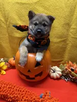 Keito, a male Shiba Inu for sale in Ogden, IA – 4 of 8