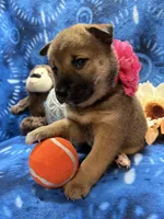 Mochi, a female Shiba Inu for sale in Ogden, IA – 8 of 8