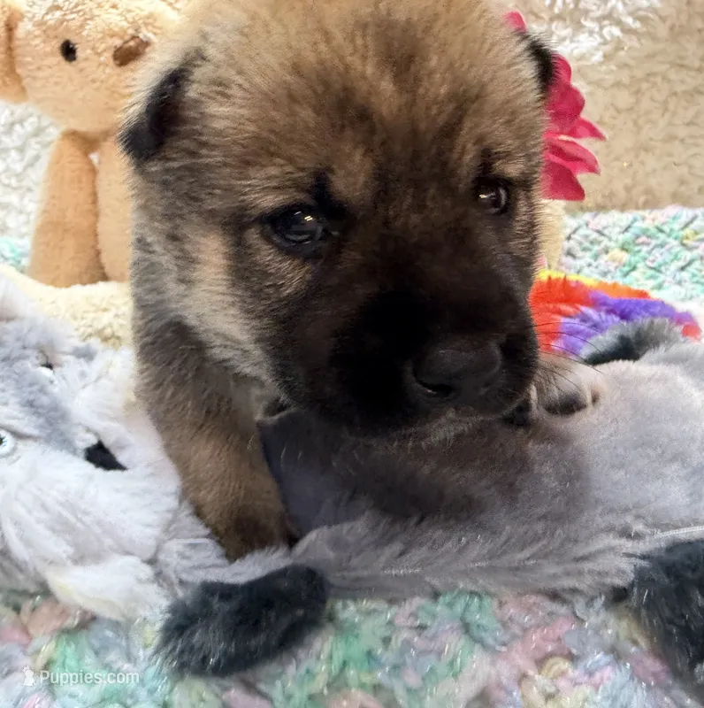 Faye – Shiba Inu puppy for sale in Ogden, IA
