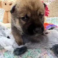Faye, a female Shiba Inu for sale in Ogden, IA – 1 of 4