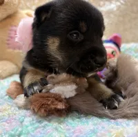 Mizuzu, a female Shiba Inu for sale in Ogden, IA – 3 of 4