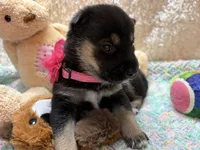 Miwa, a female Shiba Inu for sale in Ogden, IA – 3 of 5
