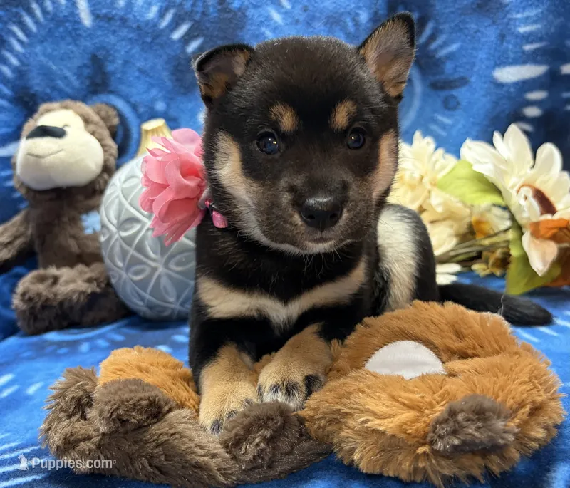 Miwa – Shiba Inu puppy for sale in Ogden, IA