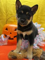 Miwa, a female Shiba Inu for sale in Ogden, IA – 3 of 8